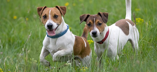 Jack Russell Terriers
